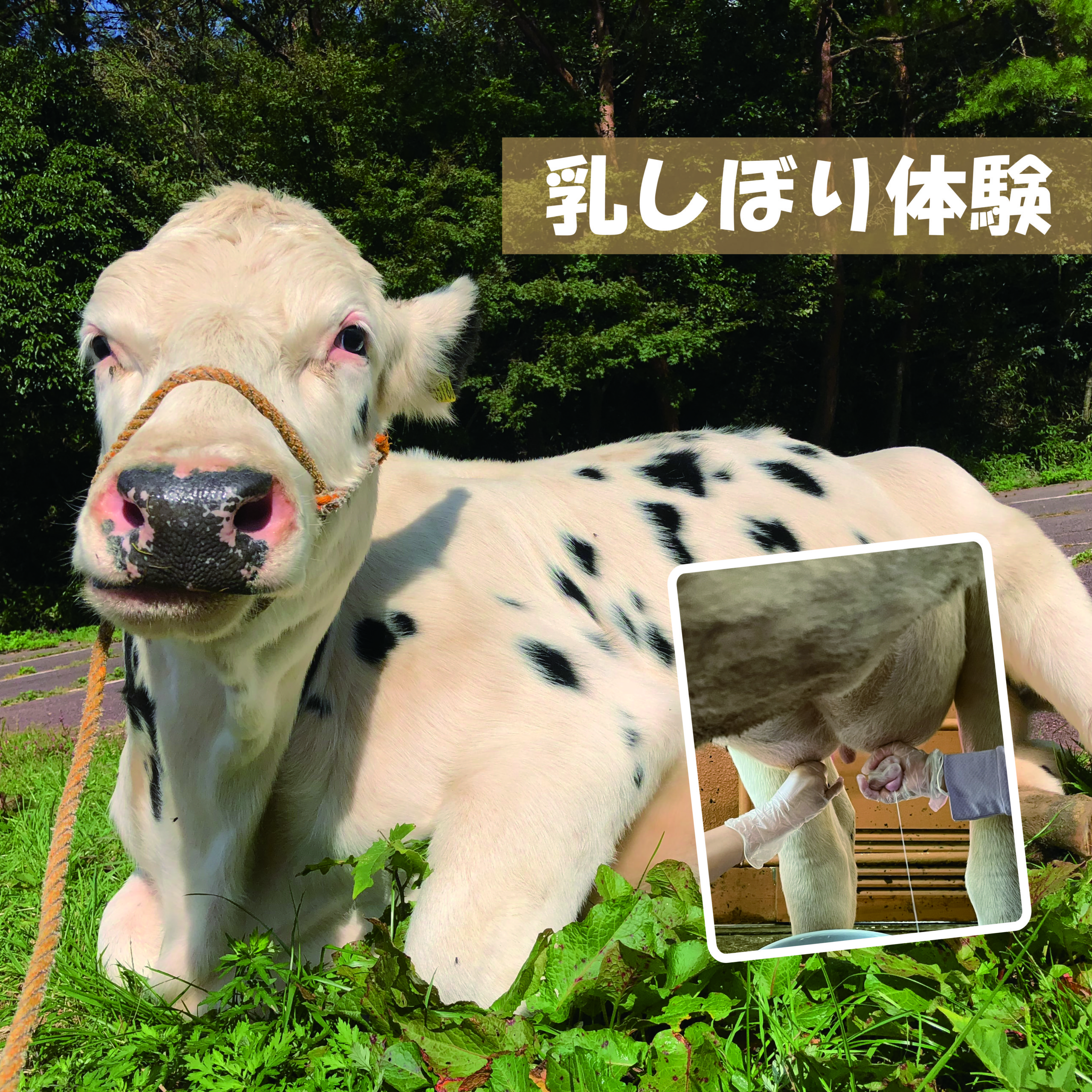 搾乳体験2026