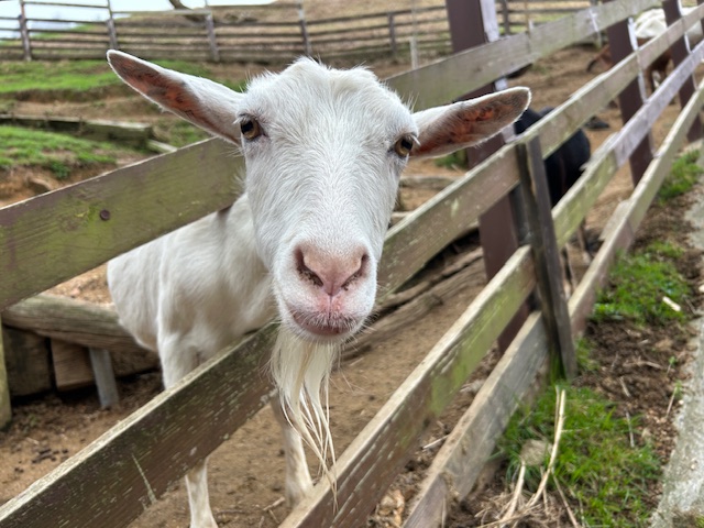 六甲山牧場のヤギ。