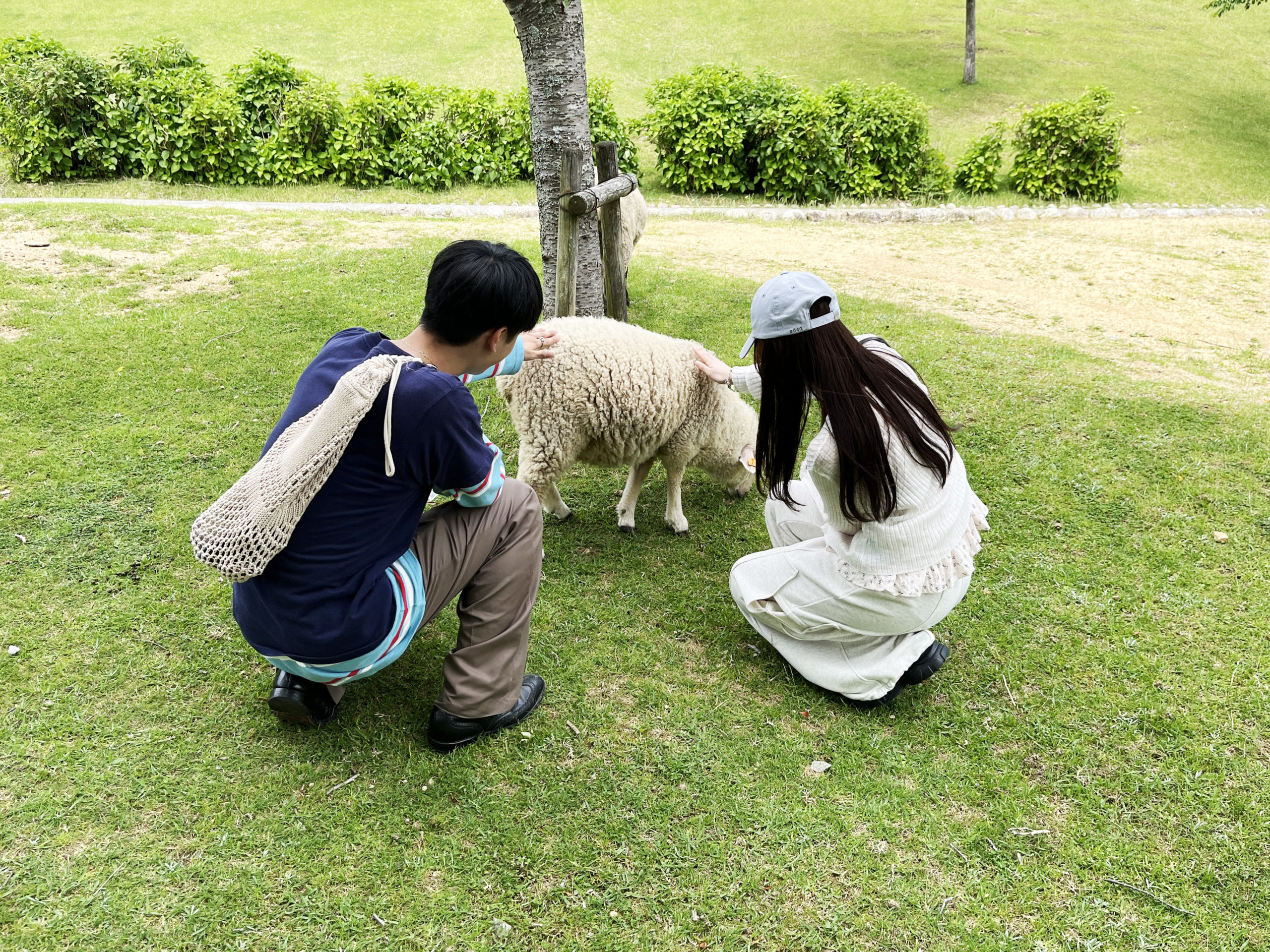 ひつじとふれあい