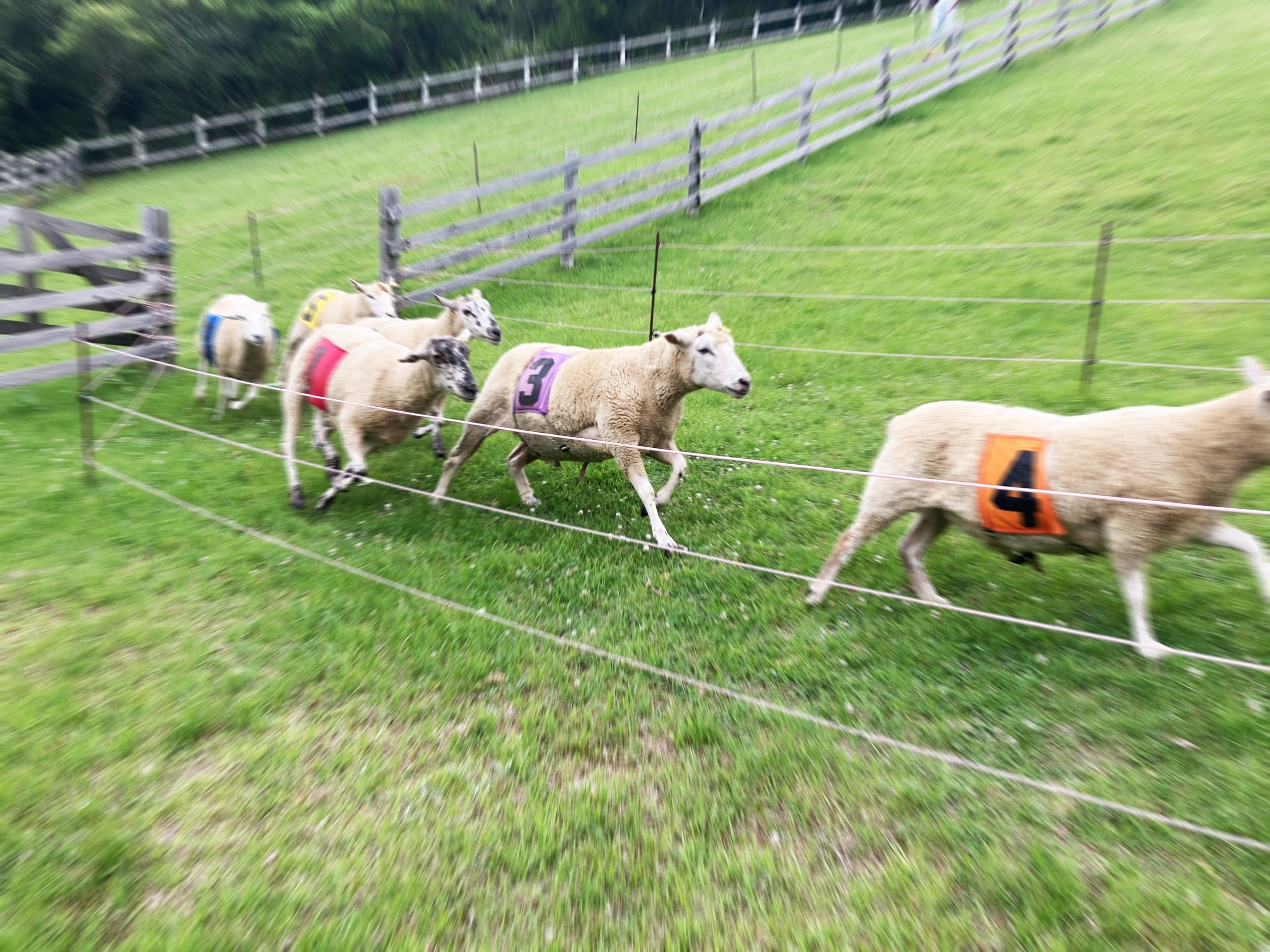 シープレース 全６頭によるヒツジたちによる真剣勝負。1着2着を当てて景品をゲットしよう！！