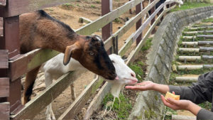 ヤギとのふれあい