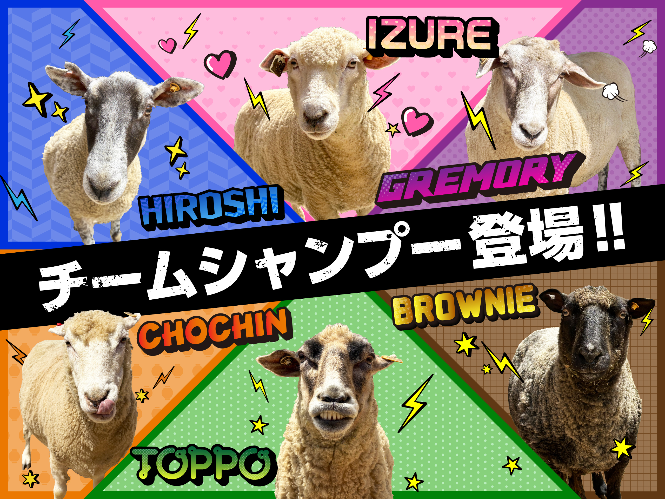 六甲山牧場シープレース。チームシャンプー登場！！