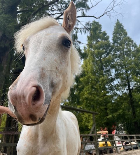 六甲山牧場。仔馬のお誕生日会。