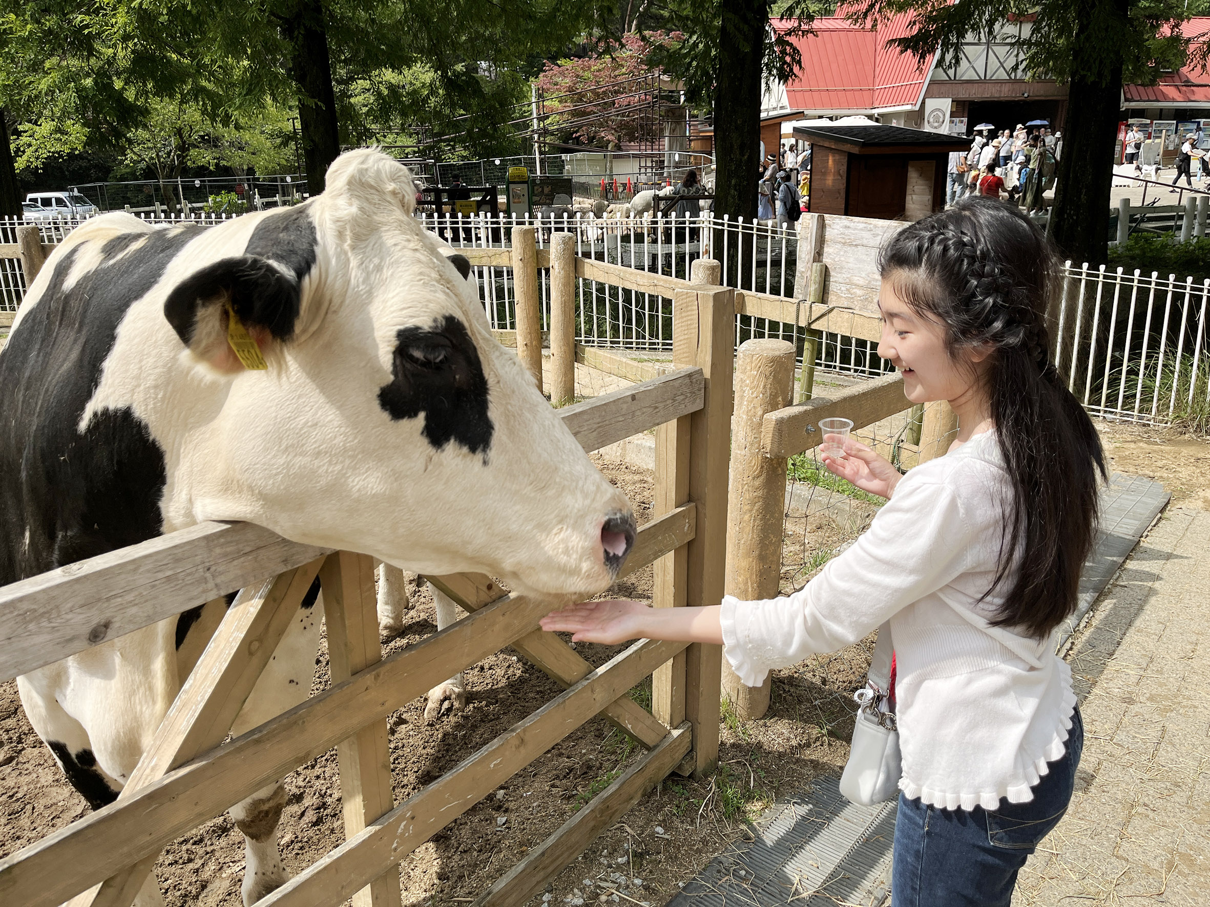 ランボルギーニのエサやり体験