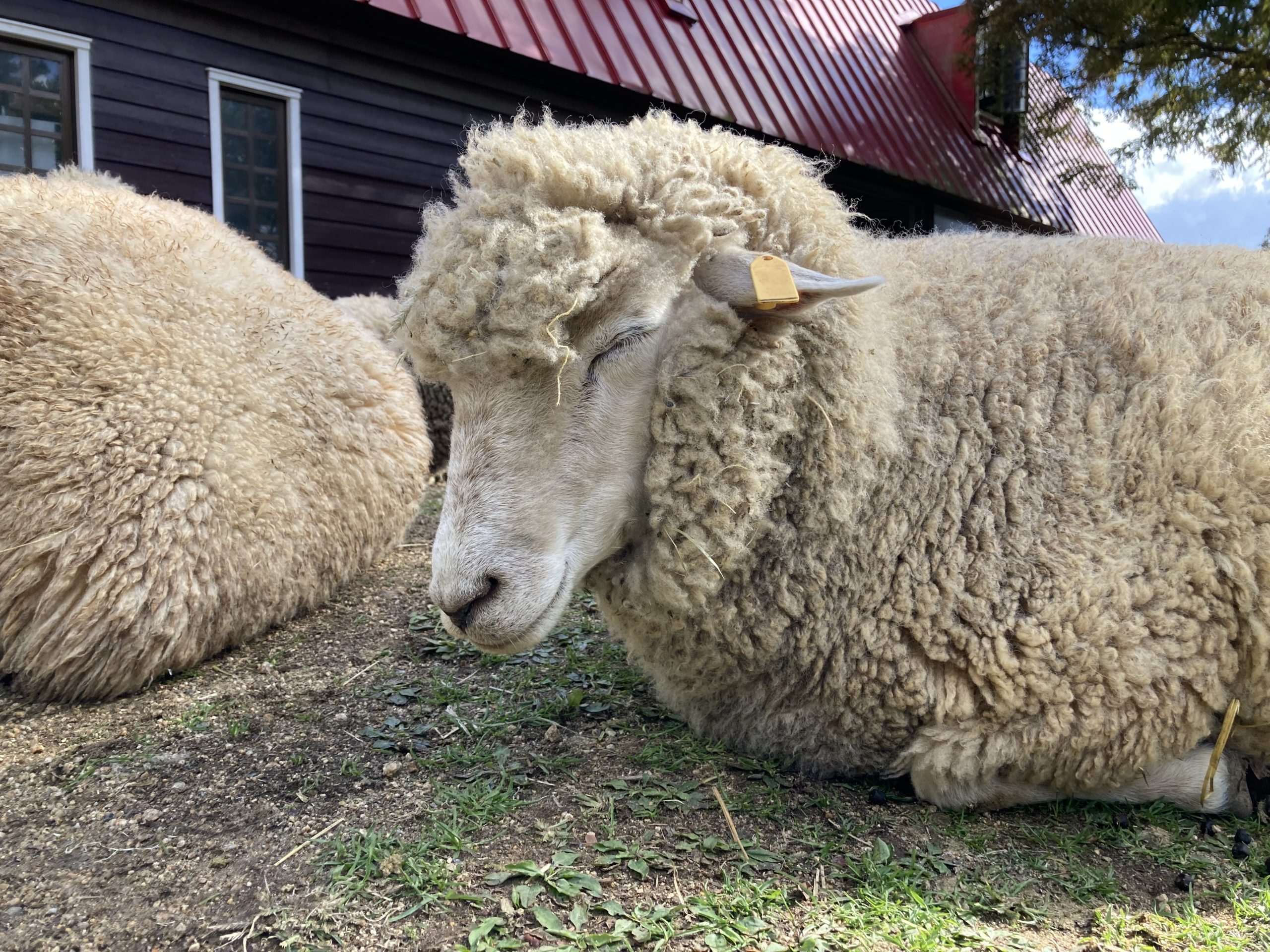 冬季休暇で寝る羊