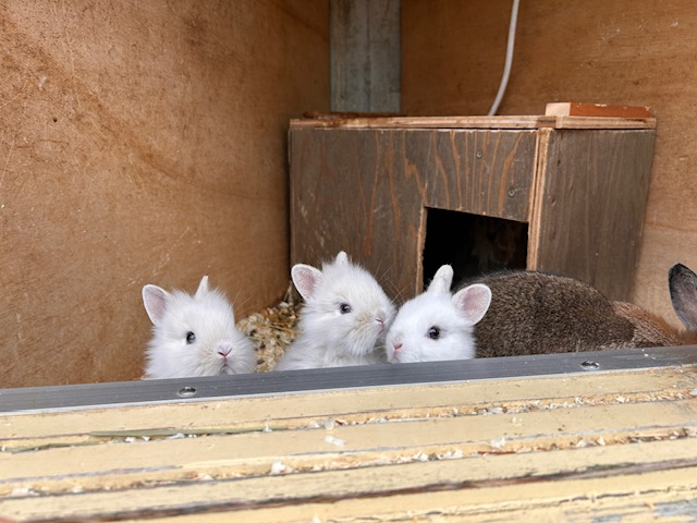 子ウサギお披露目会